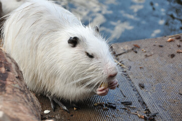 Myocastor coypus holds and chews food in its paws