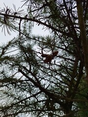 The image of a pine tree that is anti-light