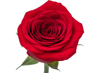red rose on a white background 