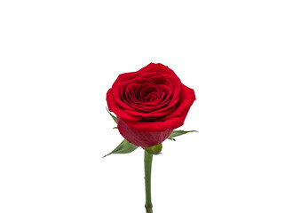 red rose on a white background 