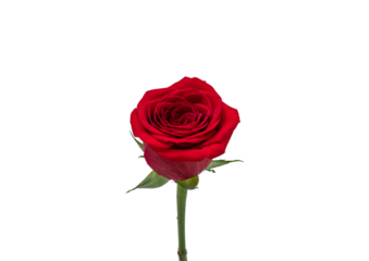 red rose on a white background 
