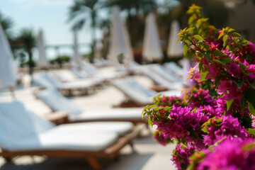 Vibrant bougainvillea at luxurious poolside retreat in tropical resort setting. Miramar Al Aqah Beach Resort, Fujairah UAE