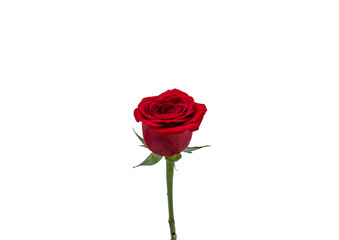 red rose on a white background 