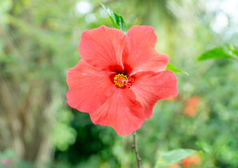 Hibiscus rosa-sinensis Flower 