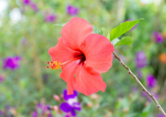 Hibiscus rosa-sinensis Flower 