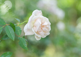  Beautiful summer flowering white roses. White picket fence overgrown - stock photo