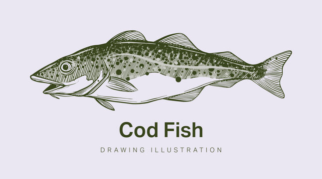 Hand drawn illustration or sketch of cod fish for use in fish graphic designs, packaging labels, or on cod products. Isolated vector.