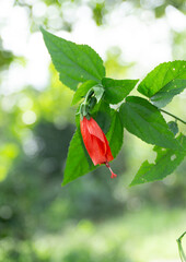 Hibiscus rosa-sinensis Flower 