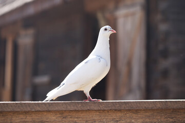 White pigeon perched on a wooden fence. Peaceful bird symbolizing freedom and hope. Closeup of beautiful feathers and beak in a natural outdoor setting.