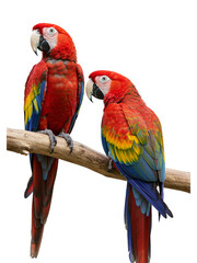 Obraz premium Majestic Macaws in Different Poses transparent png background 