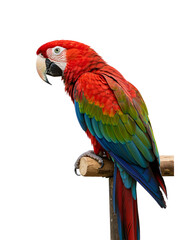 Obraz premium Majestic Macaw Perched on a Branch transparent png background