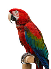 Fototapeta premium Majestic Macaw Perched on a Branch transparent png background