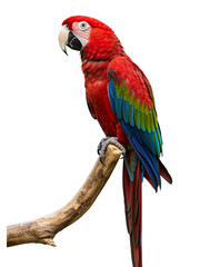 Obraz premium Majestic Macaw Perched on a Branch transparent png background