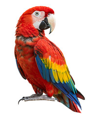 Fototapeta premium Scarlet Macaw Majesty: Showcasing the vibrant beauty of a Scarlet Macaw transparent png background