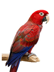 Obraz premium Scarlet Macaw: A Portrait transparent png background