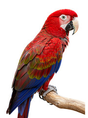 Fototapeta premium Vibrant Red Parrot on a Perch transparent png background