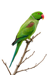 Fototapeta premium Vibrant Green Parrot on a Branch transparent png background
