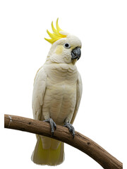 Sulphur-crested Cockatoo on a Branch transparent png background