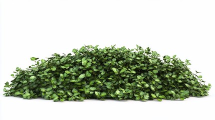 Fototapeta premium Lush green shrub, isolated, white background, landscaping design