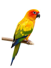 Fototapeta premium Colorful Parrot: A striking image of a colorful parrot against a png background.