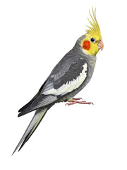 Fototapeta premium Majestic Cockatiel transparent png background