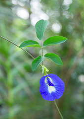 Clitoria ternatea, commonly known as Asian pigeonwings, bluebellvine, blue pea, butterfly pea, cordofan pea and Darwin pea - stock photo
