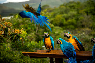 Arara da chapada do veadeiros