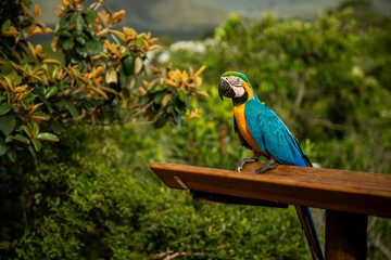 Arara da chapada do veadeiros
