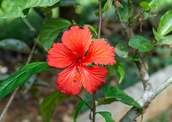 Hibiscus rosa-sinensis Flower 