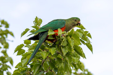 Photograph of an Australian King Parrot sitting and relaxing in a green leafy tree in the Blue...