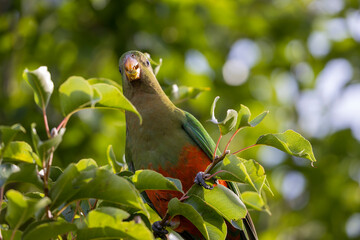 Photograph of an Australian King Parrot eating berries in a green leafy tree in the Blue Mountains in New South Wales, Australia.