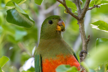 Photograph of an Australian King Parrot eating berries in a green leafy tree in the Blue Mountains in New South Wales, Australia.