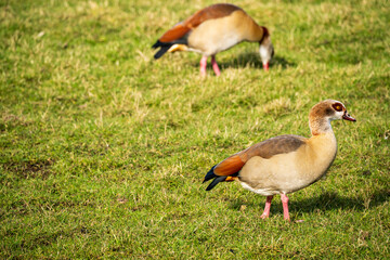 Egyptian goose in a field
