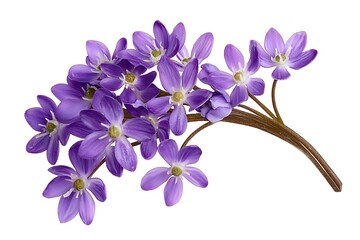 Obraz premium Purple flowers branch, isolated on white background