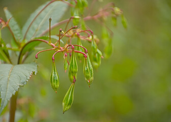 Fruits of a Himalayan balsam, selective focus with green bokeh background - Impatiens glandulifera 