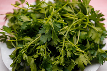 Fresh cilantro leaves ready for culinary use in a kitchen setting