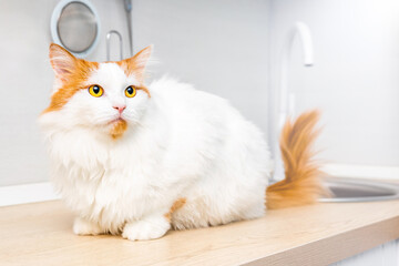 cheeky cat sits on the kitchen table. the cat is behaving badly. cat in the kitchen. the cat is waiting for food. 