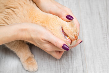 Female breeder examines cat's teeth, close-up. Checking the health of a cat's teeth. cat medical...