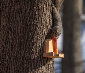 upside down squirrel