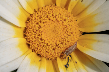 Brown lacewing larva exploring a vibrant daisy flower