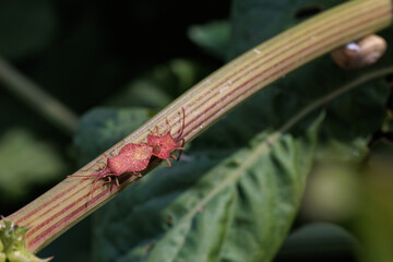 Two red bugs crawling on green plant stem in nature