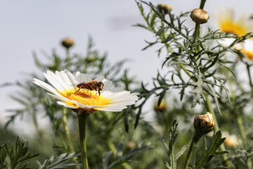 Hoverfly gathering pollen on white and yellow daisy flower: close-up of pollination in action