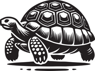 turtle on a white background