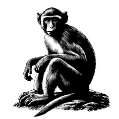Fototapeta premium Monkey on a Rock - Detailed Black and White Illustration