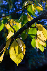 colored leaves in autumn