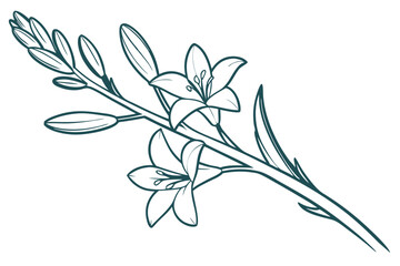 Tuberose Flower Vector. Delicate Bloom in Digital Art