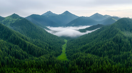 Fototapeta premium Misty mountain valley, green forest, aerial view, nature background, travel poster