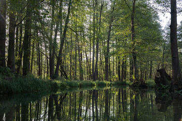 Obraz premium Spreewald, Germany