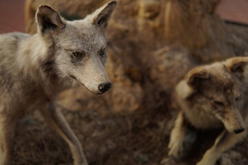 Fototapeta premium The piercing eyes, beauty and strength of wolves. Intelligence and a deep connection with the wild.