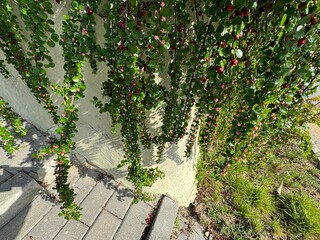 Bunches of pink flowers cotoneaster. Cotoneaster horizontalis is a pink-flowered plant belonging to the Cotoneaster genus of the Rosaceae. Close-up. Cornelian cherry medlar, rockspray cotoneaster. 
